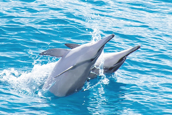 Dolphin-Star-Dolphin-Cruise-06